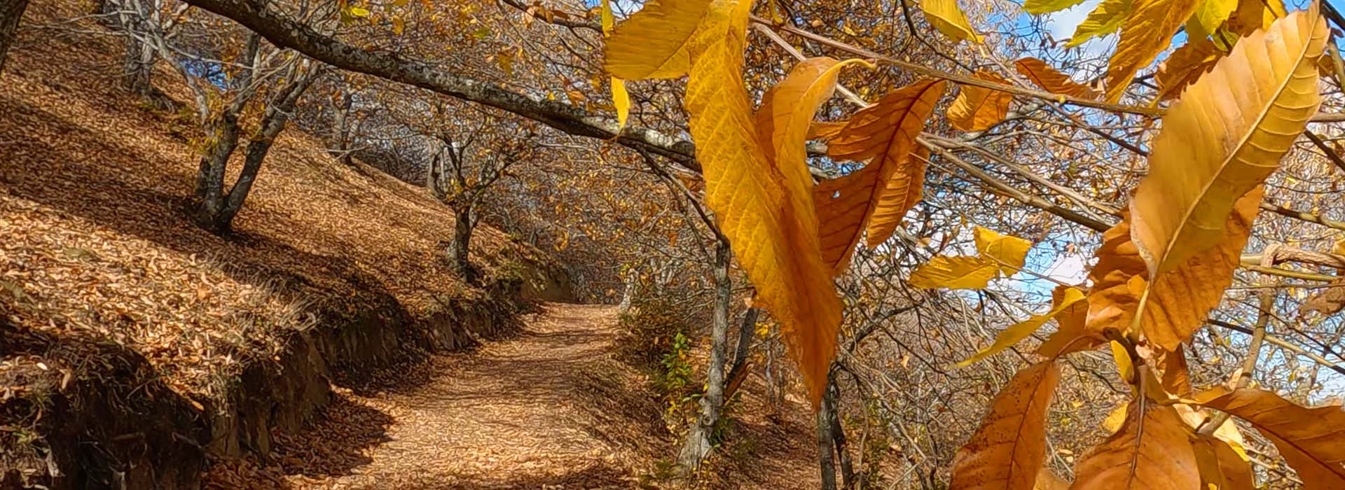Hotel Restaurante Plaza de Toros